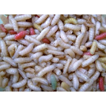 6705701975126317204827.jpg 6705701975126317204827.jpg