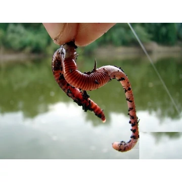 vékony giliszta vékony giliszta