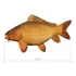 Kép 2/3 - Delphin CARPY Plüss Ponty 60 cm